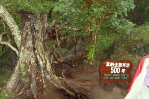 Changbaishan Mountain Scenic Area Tree